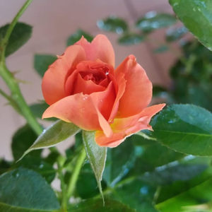 Rosa  Mandarin ® - crvena  - patuljasta ruža 